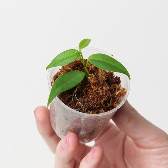 Peperomia sp. (Climbing Glaucous Ecuador) 6cm Plants GrowTropicals