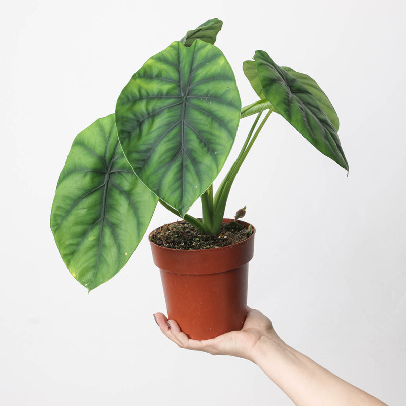 Alocasia Clypeolata 15cm Plants GrowTropicals