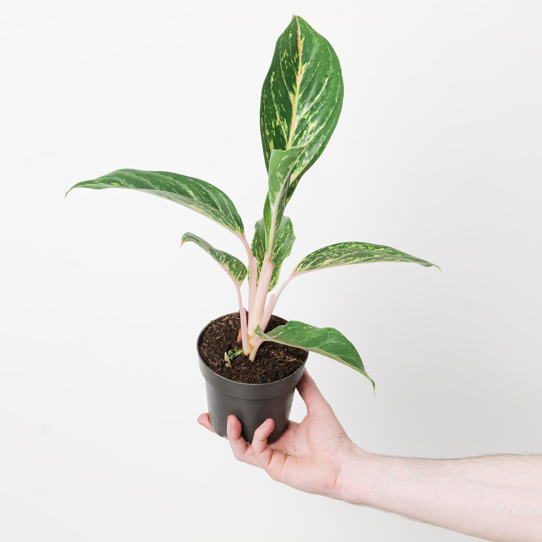 aglaonema plant in sri lanka Aglaonema 'Cocogreen' | Plants