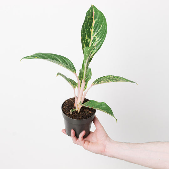 Aglaonema 'Cocogreen' Plants GrowTropicals