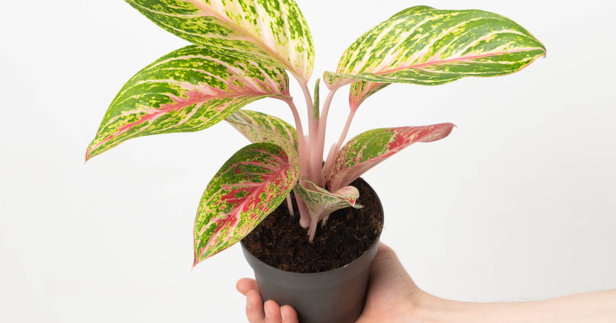 aglaonema pink komkoon Aglaonema Cocomelon | Plants