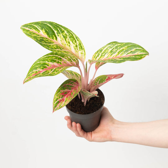 Aglaonema Cocomelon | Plants | GrowTropicals.com