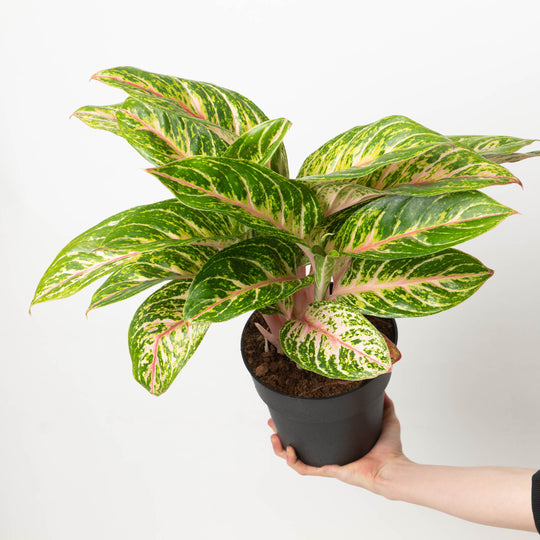 Aglaonema Cocomelon | Plants | GrowTropicals.com