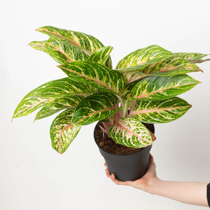 Aglaonema Cocomelon - GROW TROPICALS