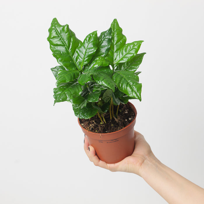 Coffea arabica Plants GrowTropicals