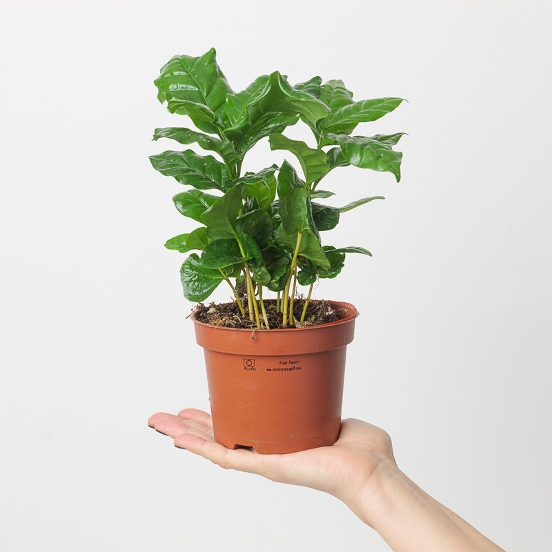 Coffea arabica — 12cm