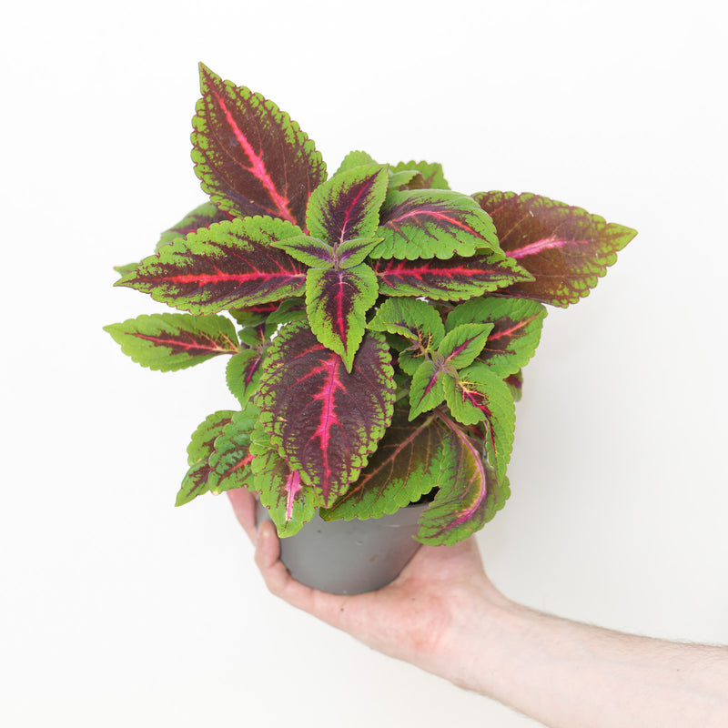 Plectranthus (Coleus Grp) 'Main Street Ruby Road' Plants - Outdoor GROW TROPICALS