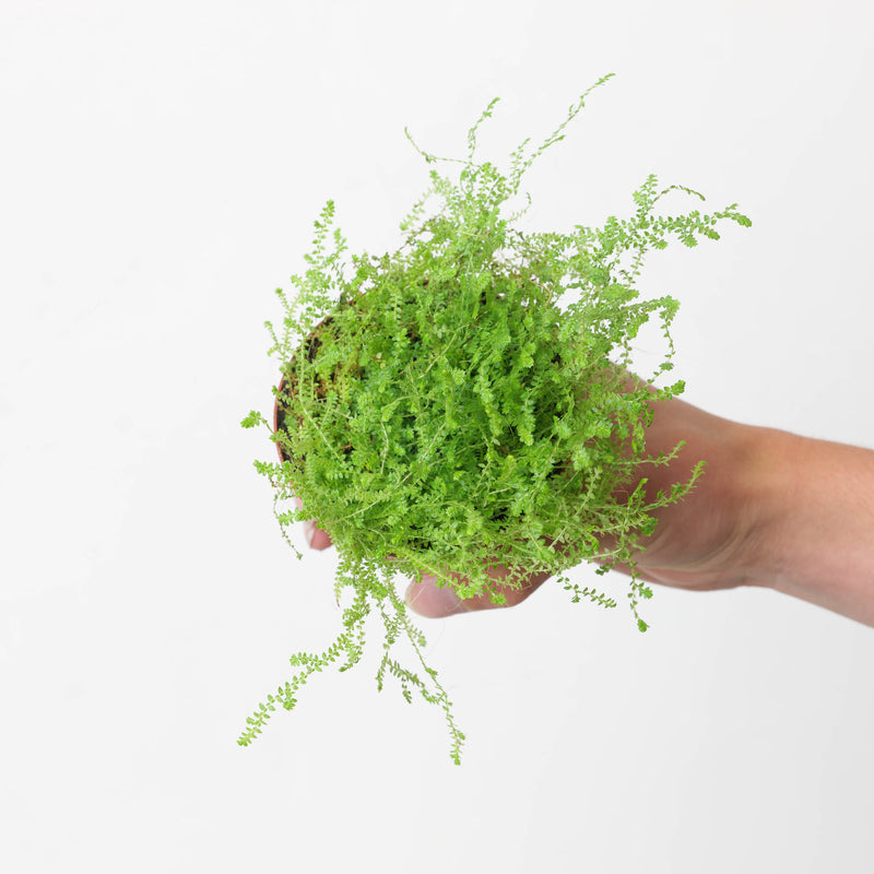 Selaginella sp. Colombia Plants GrowTropicals