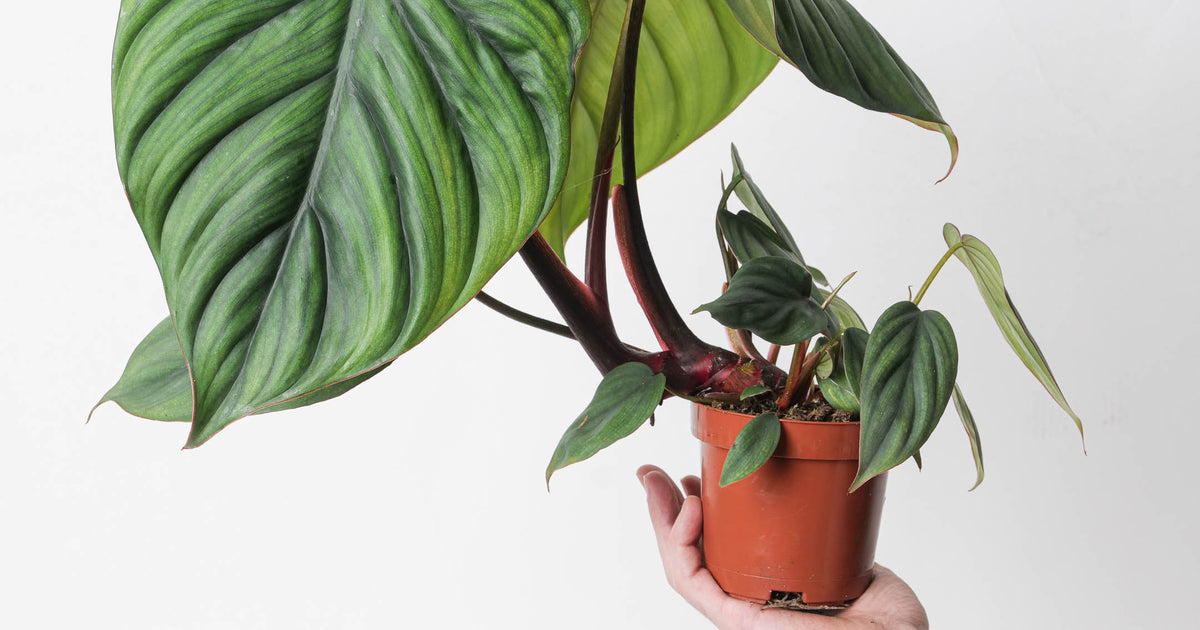 philodendron colombia Philodendron sp. Colombia | Plants