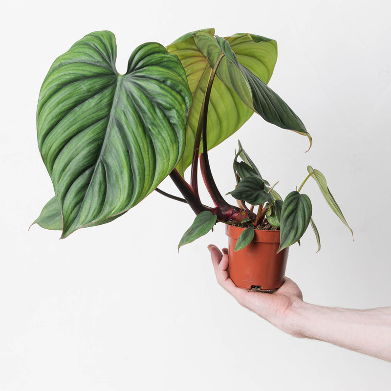 Philodendron sp. Colombia Plants GrowTropicals