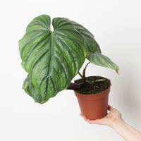 Philodendron sp. Colombia