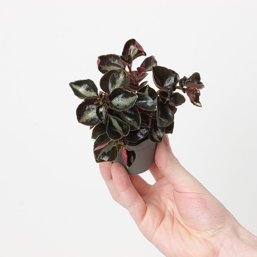 Peperomia metallica Columbiana 6cm Plants GrowTropicals