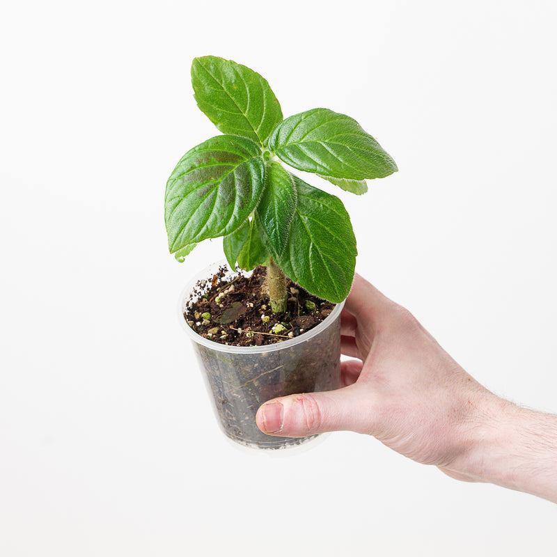 Columnea sanguinea Plants GrowTropicals
