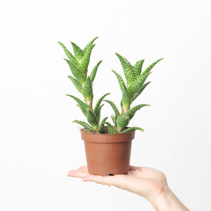 Aloe concinna Plants GrowTropicals