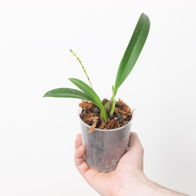 Bulbophyllum Bundle Plant Bundle GrowTropicals