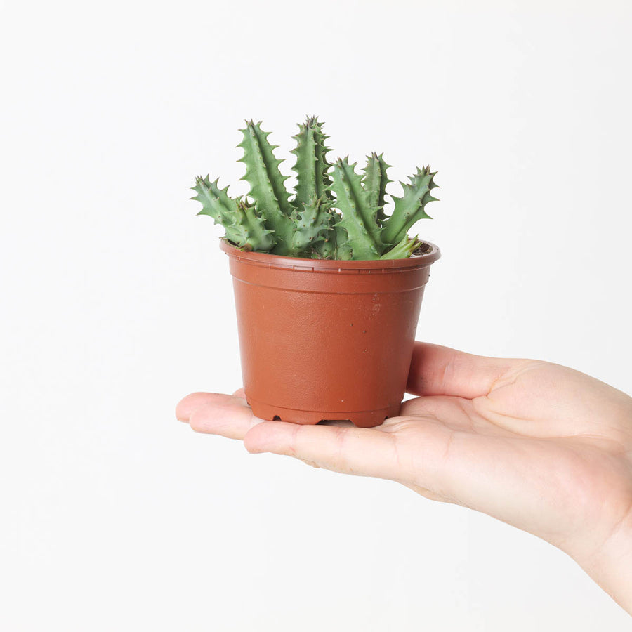 Huernia confusa (Stapeliad) - GROW TROPICALS