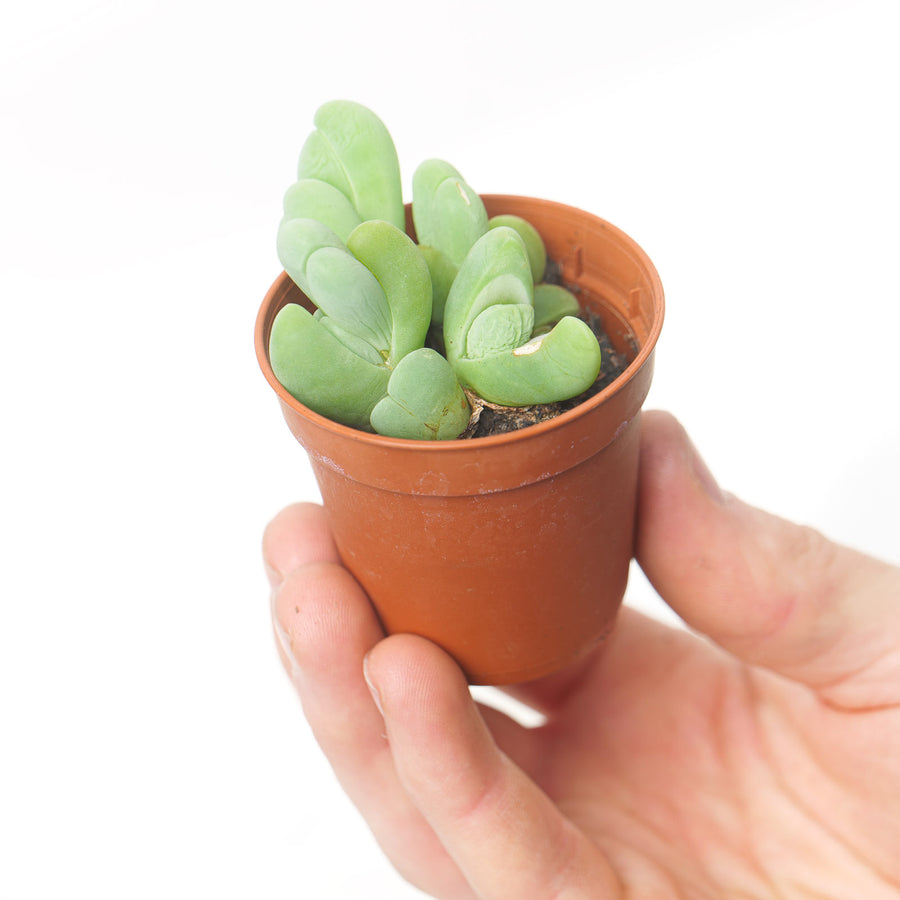 Conophytum bilobum Plants GrowTropicals