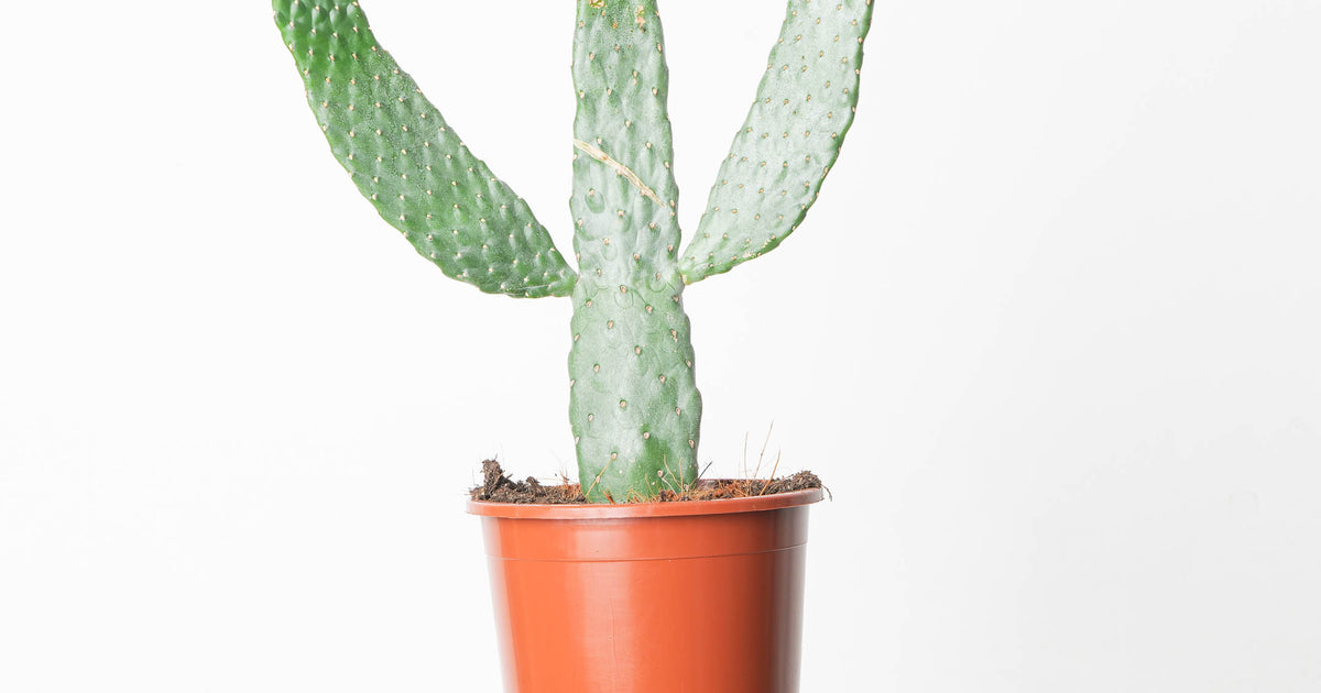 Opuntia consolea | Plants