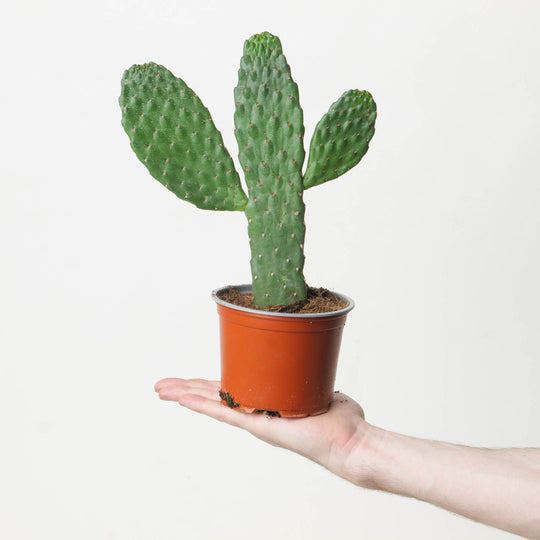 Opuntia consolea 12cm Plants GrowTropicals