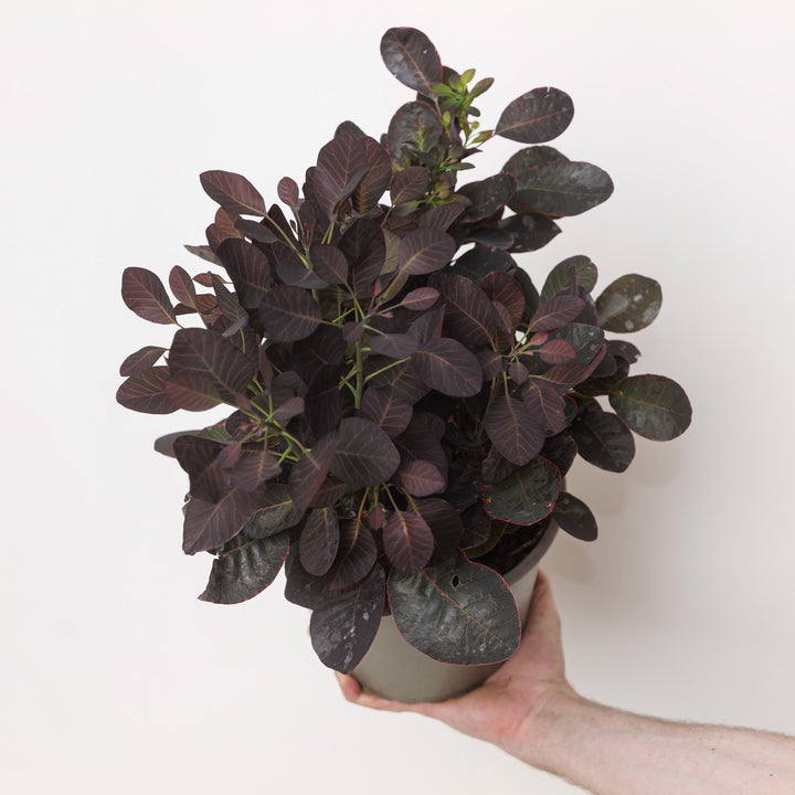 Cotinus coggygria 'Royal Purple' 19cm / 3L Plants - Outdoor GROW TROPICALS