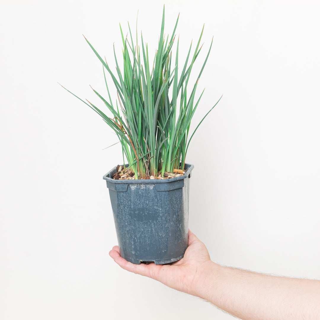 Dianella revoluta 'Coolvista'