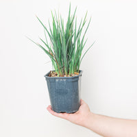 Dianella revoluta 'Coolvista'