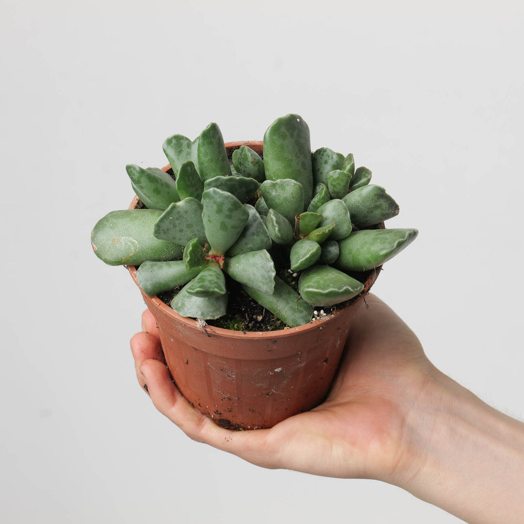 Adromischus cooperii - GROW TROPICALS