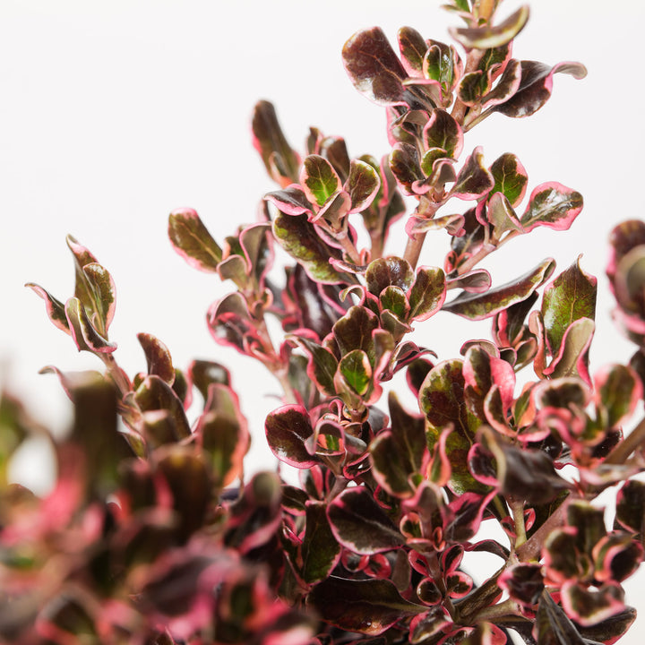 Coprosma repens 'Eclipse'