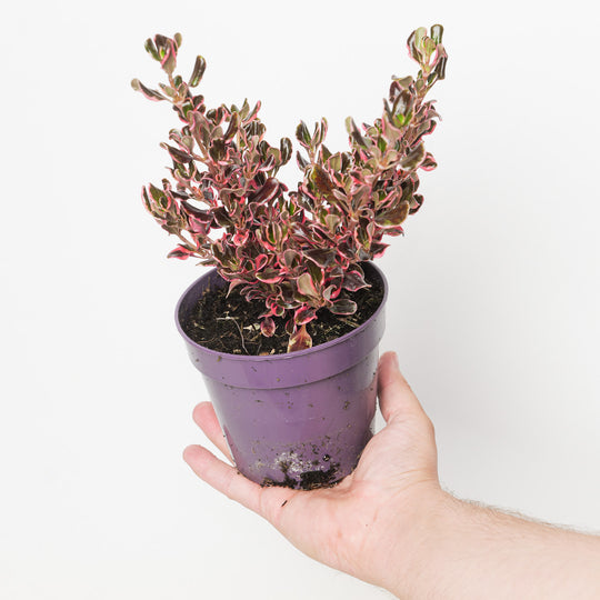 Coprosma repens 'Eclipse' 12cm / 1L Plants - Outdoor GROW TROPICALS