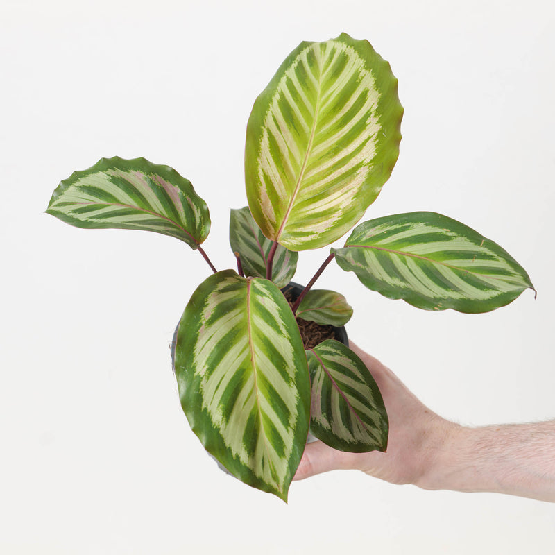 Calathea roseopicta 'Cora' Plants GrowTropicals