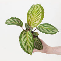 Calathea roseopicta 'Cora'