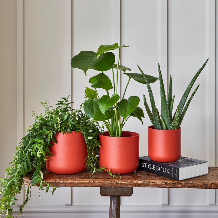 Lisbon Coral Plant Pot - GROW TROPICALS