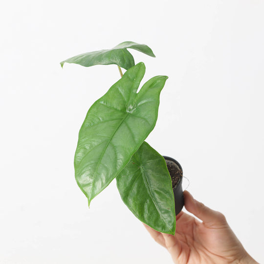 Alocasia heterophylla 'Corazon' 7cm Plants GrowTropicals