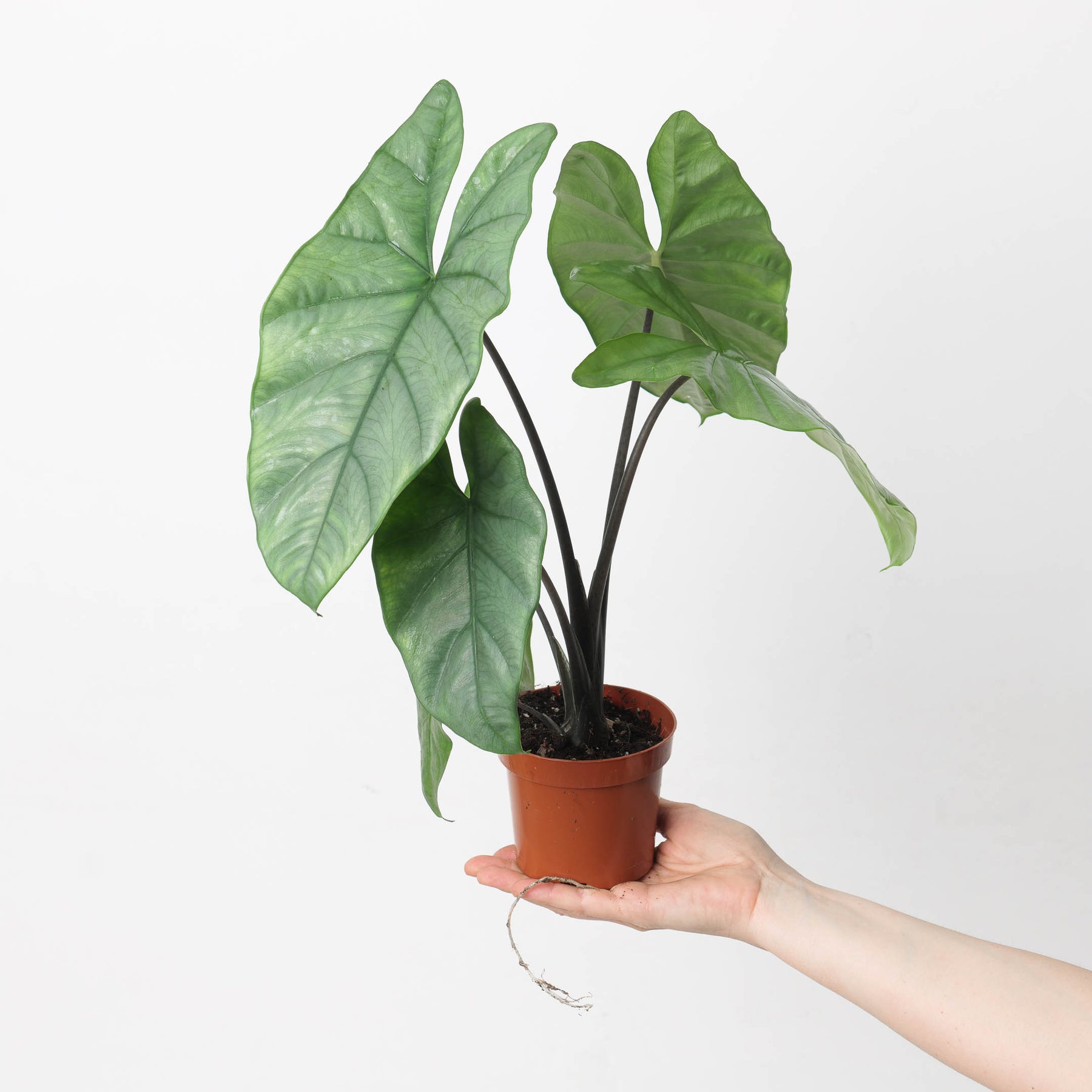 Levering Sjaelden Plante Alocasia Heterophylla Corazon main image 1