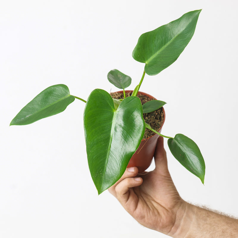 Philodendron corcovadense — 12cm