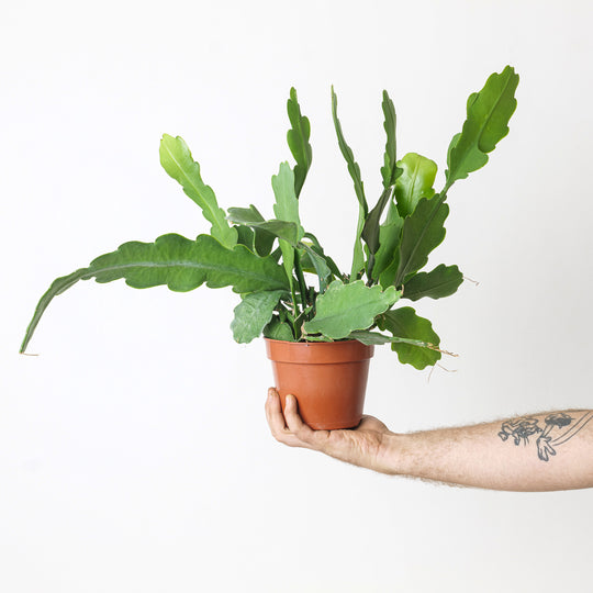 Ephiphyllum Beavertail Plants GrowTropicals