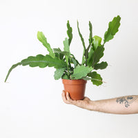 Ephiphyllum Beavertail