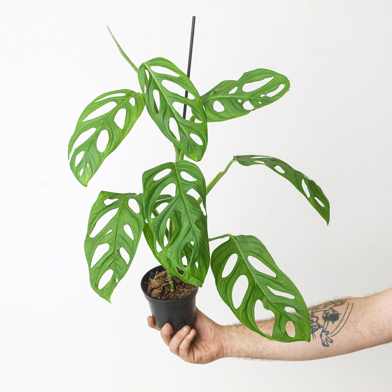 Monstera adansonii 'Janda Bolong' 12cm Plants GrowTropicals
