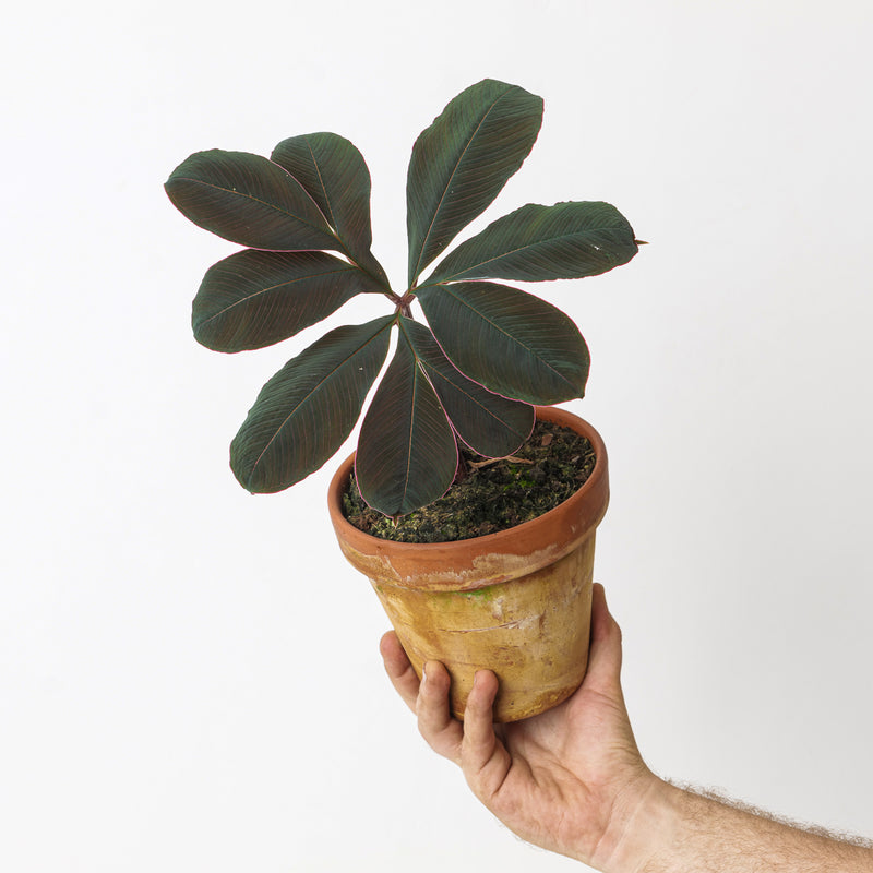 Amorphophallus atroviridis Plants GrowTropicals