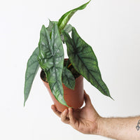 Alocasia heterophylla 'Dragon's Breath'