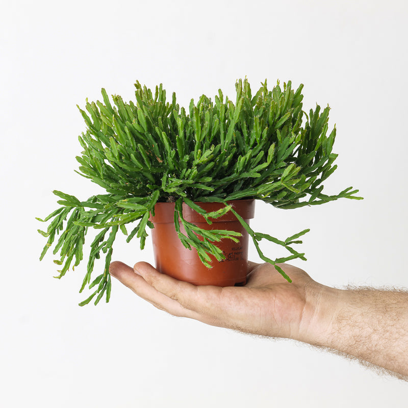 Rhipsalis ewaldiana Plants GrowTropicals