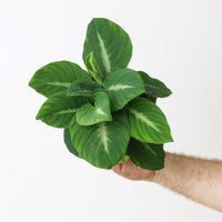 Adelonema palidinervium