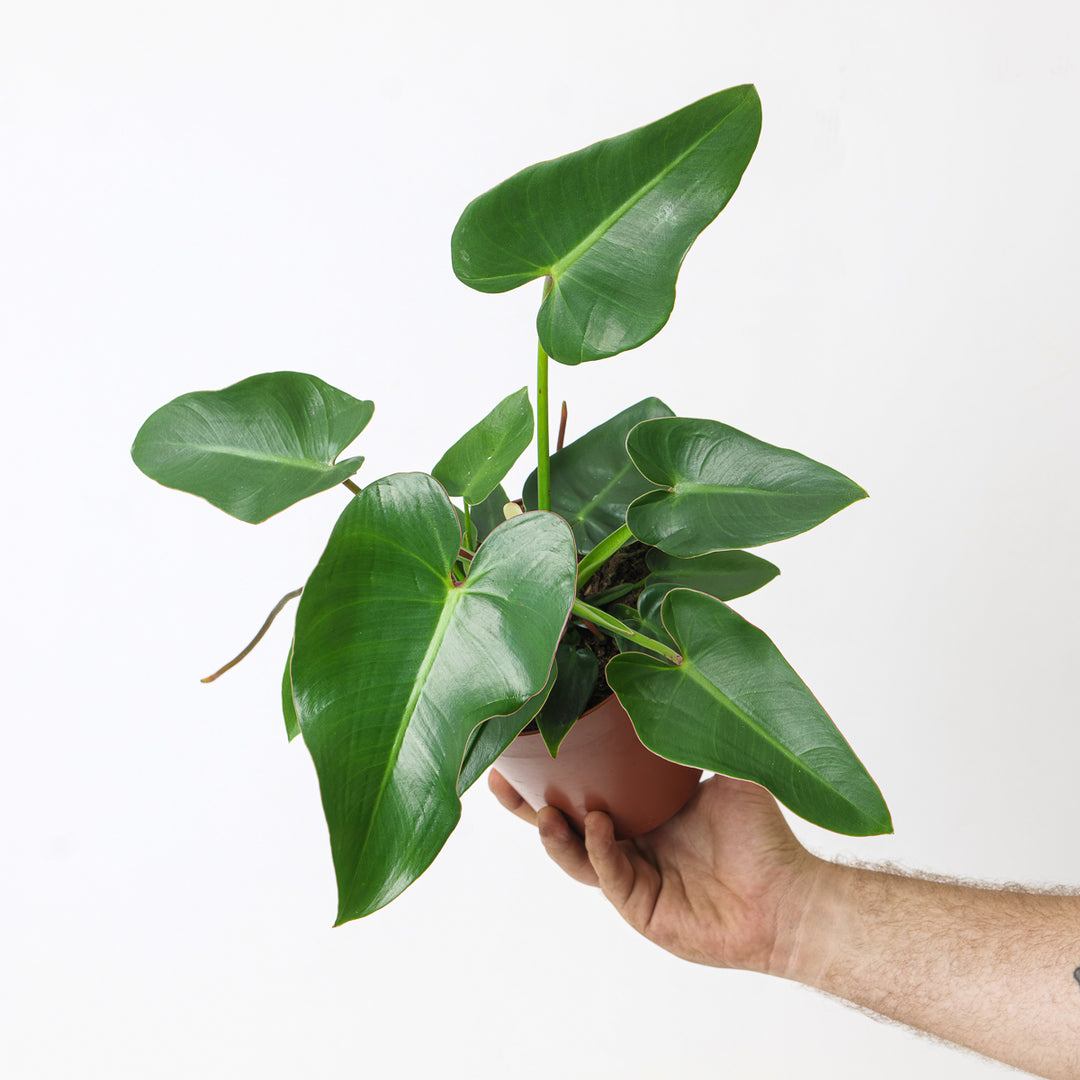 philodendron corcovado Philodendron corcovadense