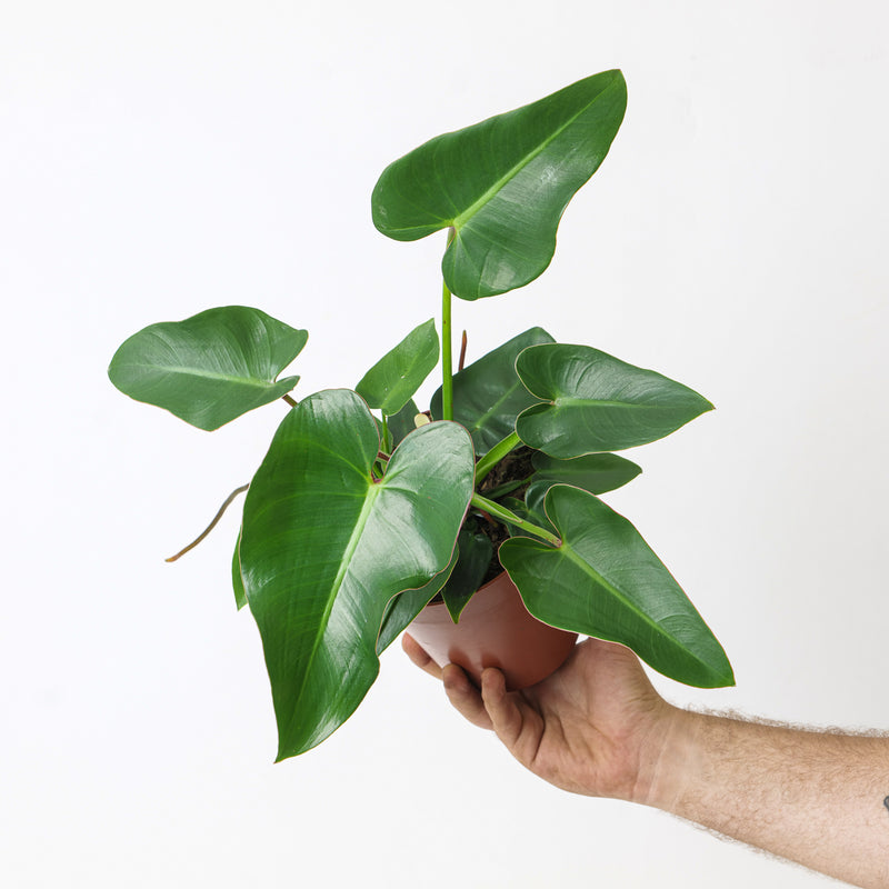 Philodendron corcovadense 15cm Plants GrowTropicals
