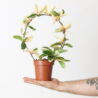 Hoya 'Dua Lipa'