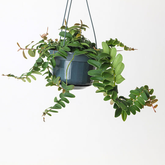 Marcgravia sintenisii 15cm Hanging Plants GrowTropicals