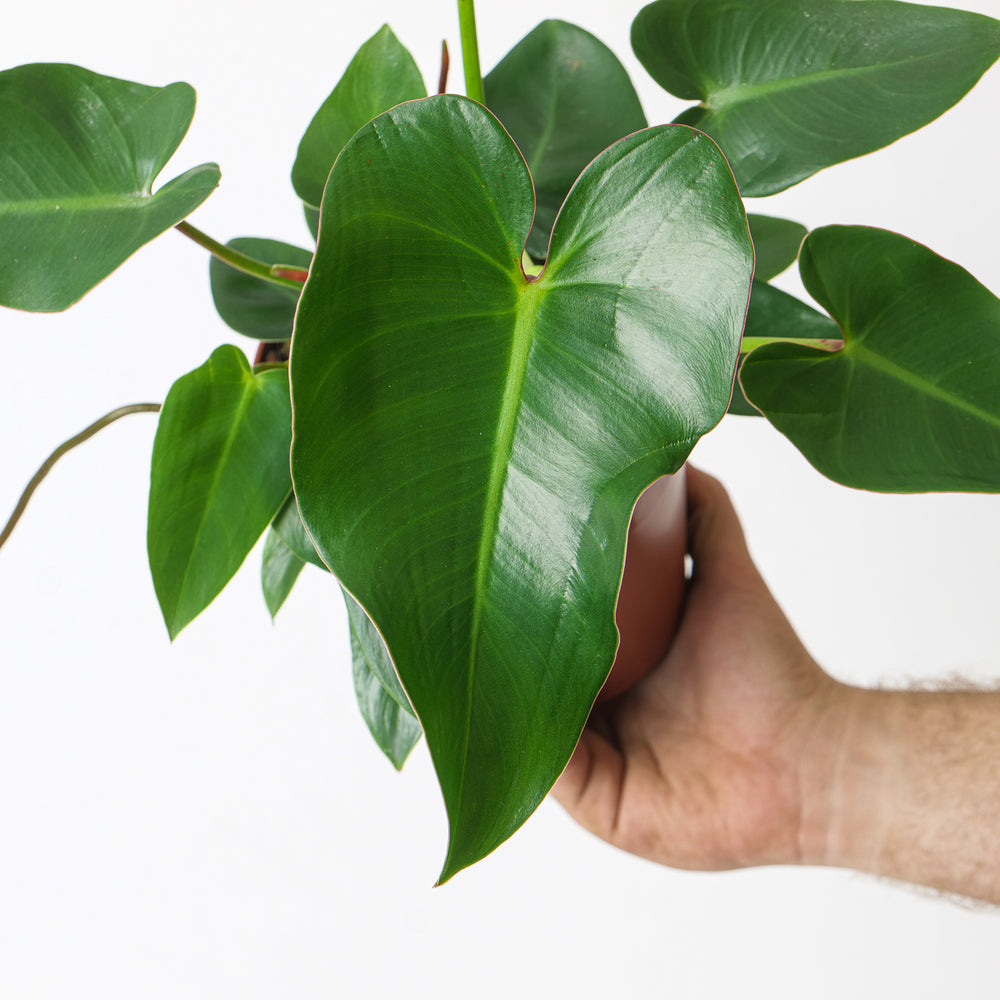 Philodendron corcovadense - GROW TROPICALS