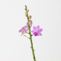 Doritis pulcherrima alba x deliciosa
