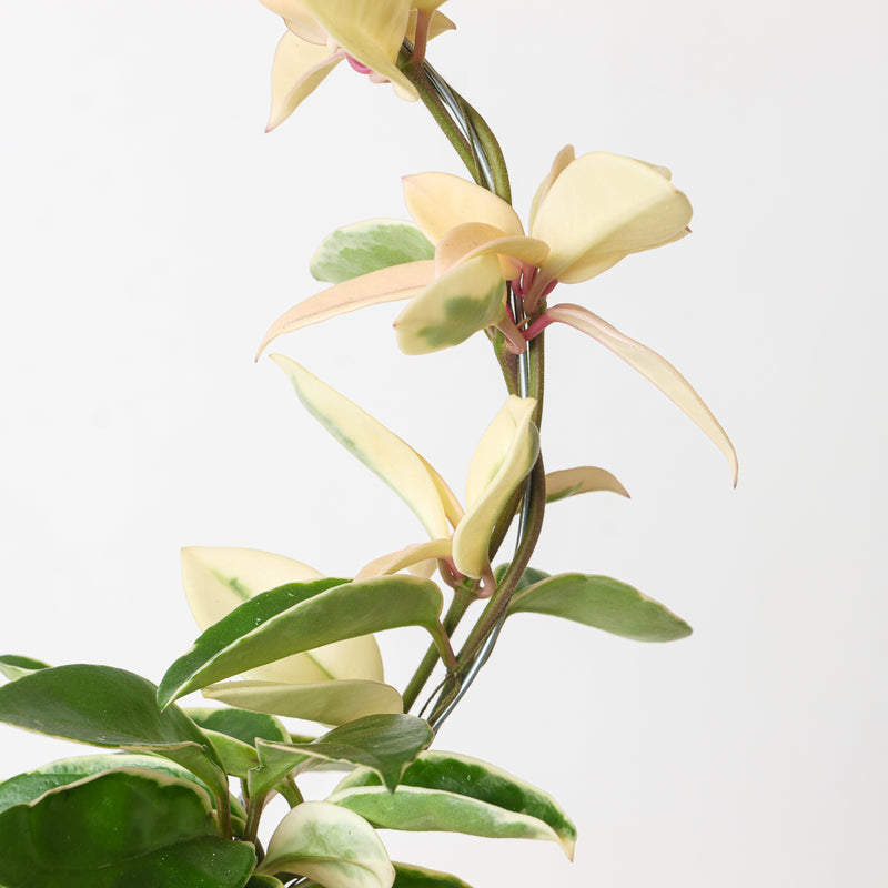 Hoya 'Dua Lipa' — 12cm