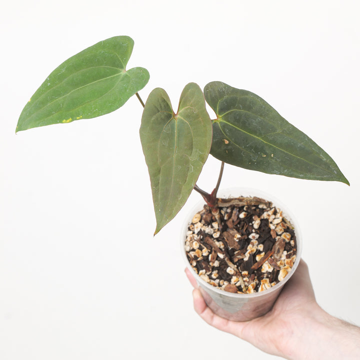 Anthurium Corduroy x RVDP 'Red Sinus' 12cm #1 Plants GrowTropicals